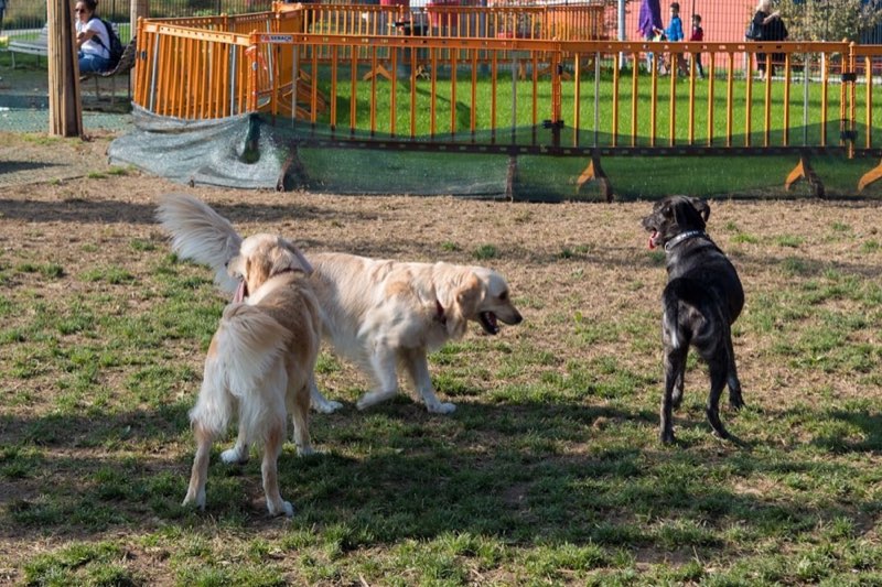 Dog Daycare Franchise Guide