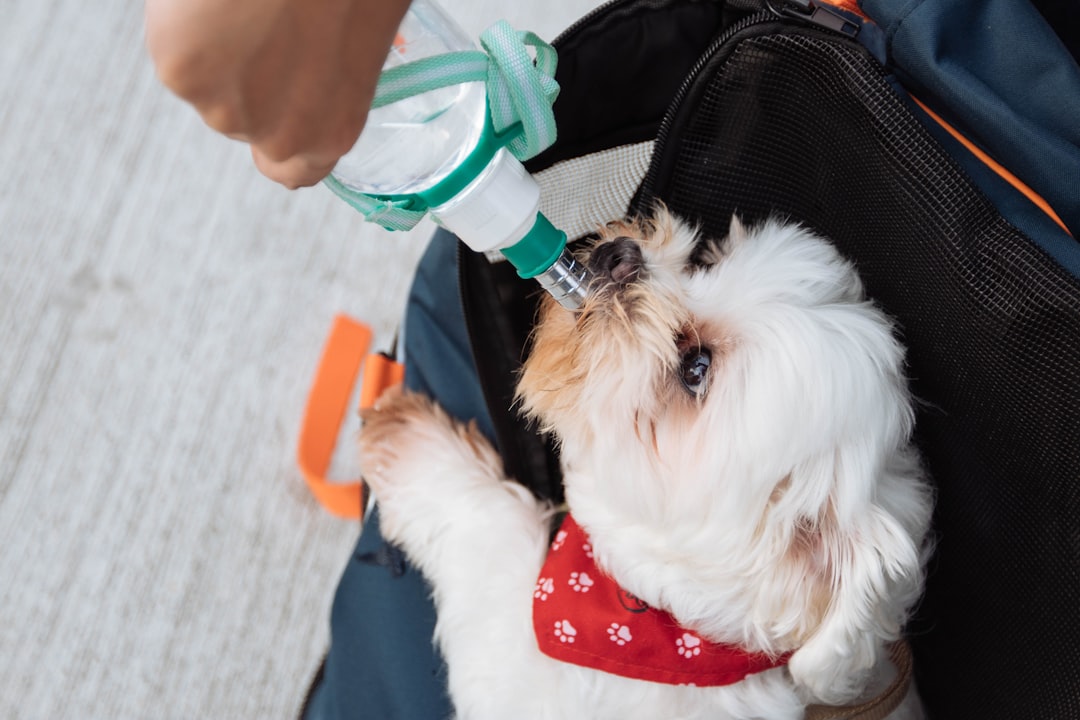 Emergency Preparedness for Pet Care